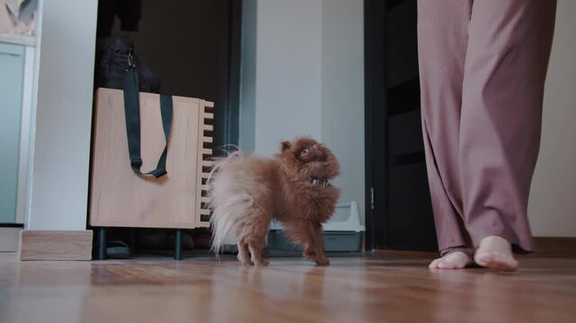 Brown pomeranian dog running toward owner under table indoors