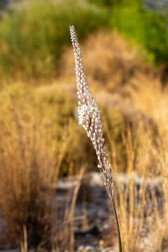 Close up of blooming sea squill Drimia maritima flower in dry nature in autumn