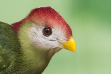 Obraz premium Pair of red-crested turacos with vibrant red crests in a lush green environment close up portraits