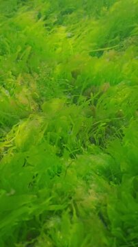 Carpet of Sea Lettuce green algae, Ulva lactuca covered seabed sway in flow of water. Underwater landscape of green seaweed on sea bottom. Scene of seafloor with green weed