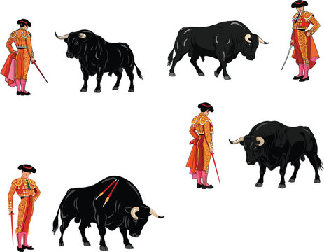 Spanish bullfighter matador character set in traditional costume standing with black bull for bullfighting show