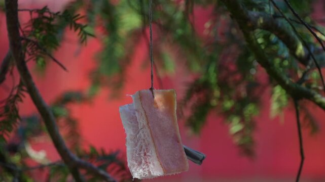 A tit feeding on suet , which is often used as winter food for birds