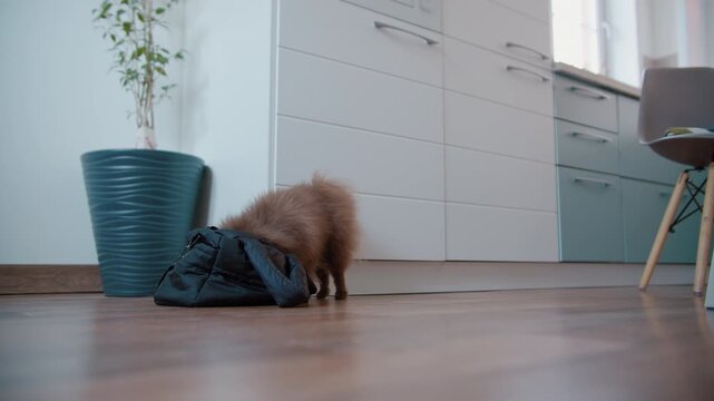 Brown pomeranian dog inside bag on wooden floor at home