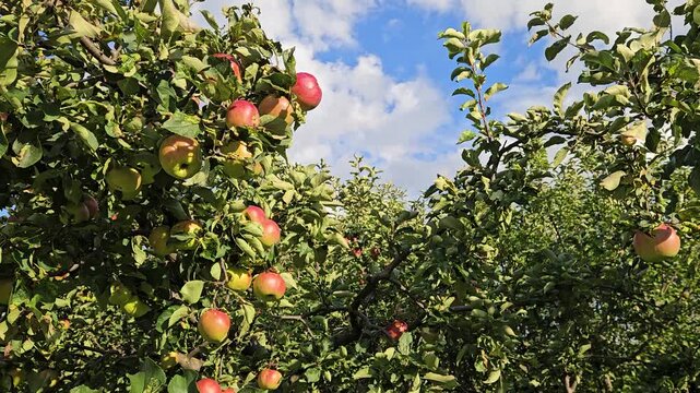 Tree full of apples is shown in the image. The apples are ripe and ready to be picked. The tree is lush and green, and the apples are hanging from the branches. Concept of abundance and freshness