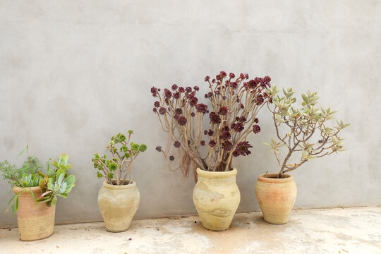 Small potted succulent plants arranged on neutral background