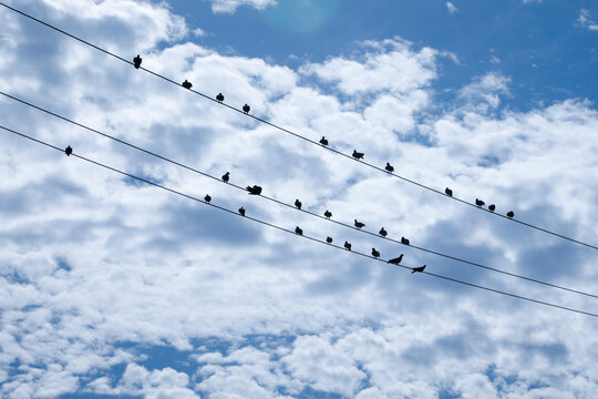 Flock of Birds Resting on Power Lines Against Cloudy Sky