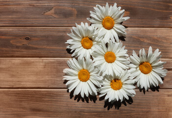Obraz premium Six white buds daisies in shape of heart on old wooden background