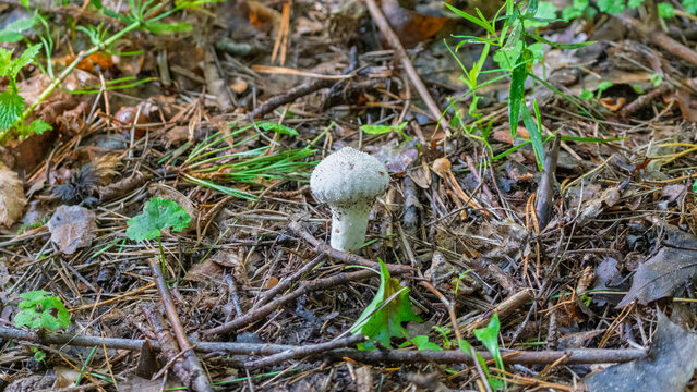Small white puffball mushroom on forest floor