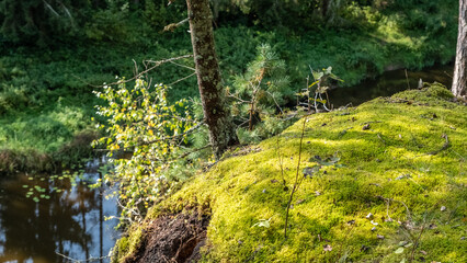 Obraz premium Moss-covered forest bank overlooking a calm river in Latvia