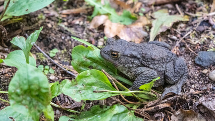 Obraz premium Common toad camouflaged on the forest floor in Latvia