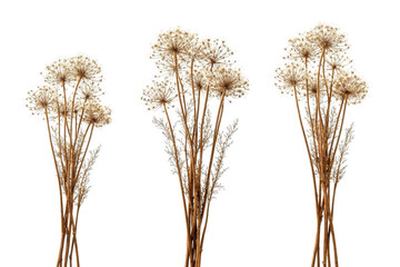 Fototapeta premium Three elegant bunches of dried brown wildflower seed heads arranged in a vertical decorative display isolated on transparent background