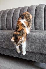 Calico cat stretching its front paws while hanging off the edge of a plush gray sofa in a modern...