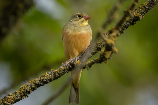 Ortolan bunting (Emberiza hortulana)