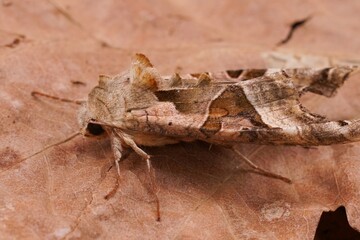 Closeup on the lightbrown Angle Shades owlet moth, Phlogophora meticulosa sitting on the ground © Henk