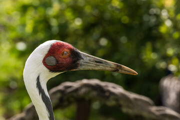 Obraz premium Detailed close-up portrait of a white-naped crane with striking red eye area