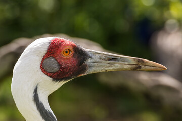 Obraz premium Detailed close-up portrait of a white-naped crane with striking red eye area