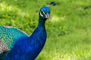 Fototapeta premium Male peacock displaying its beautiful colorful feathers