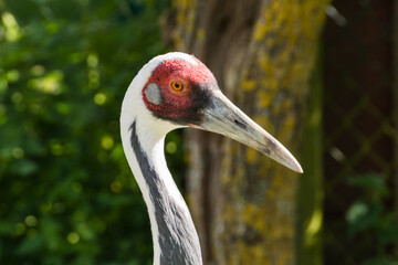 Obraz premium Detailed close-up portrait of a white-naped crane with striking red eye area
