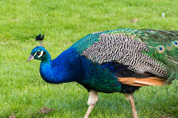 Fototapeta premium Male peacock displaying its beautiful colorful feathers