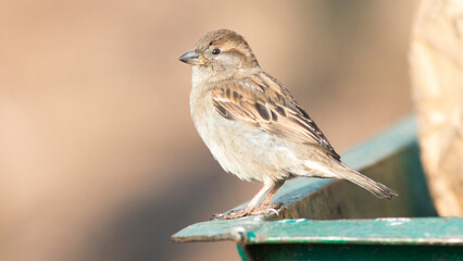 Fototapeta premium sparrow on a fence