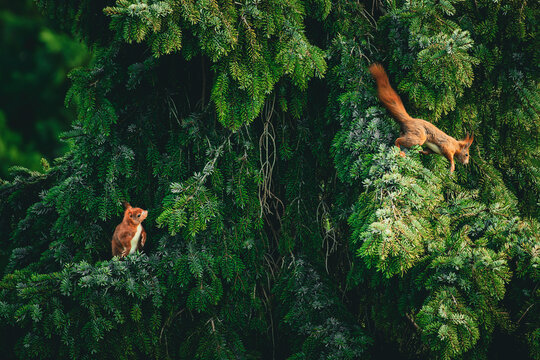 Red squirrel in evergreen tree