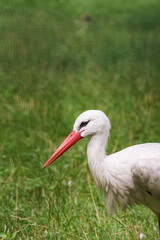 Fototapeta premium White storks standing in a green meadow looking for prey