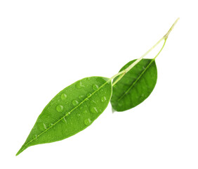 Fototapeta premium Branch with wet fresh green citrus leaves isolated on white