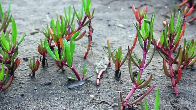 Sesuvium portulacastrum, a halophyte succulent plant (tolerant of high salt levels) that grows in coastal areas, beaches and salt marshes.