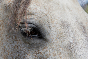 A close up image of the dark brown eye with long eyelashes on a grey mare.