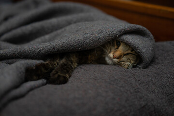 Obraz premium Cozy Tabby Cat Peeking out from Under a Warm Grey Blanket