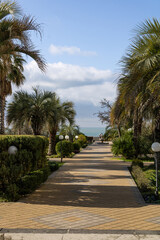 Fototapeta premium A peaceful view down a stone-paved walking alley in Sochi, framed by beautiful tropical palm trees and green manicured shrubs. A warm winter sunny day by the sea.