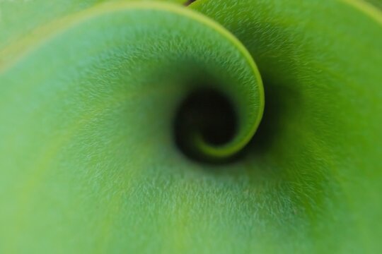 Fibonacci essence in nature; the growth spiral of the tulip leaf	