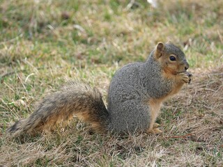 Fototapeta premium Western Fox Squirrel Eating Nut on Ground, Boulder Colorado USA, Early Spring