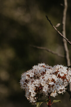 DETAIL FLORALE