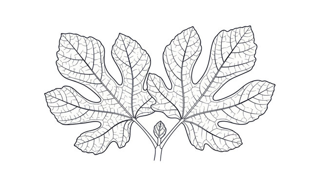 Fig Leaves Outline Drawing, Botanical Illustration, Black and White