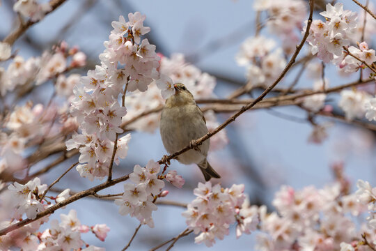 桜の花を咥えるニュウナイスズメ