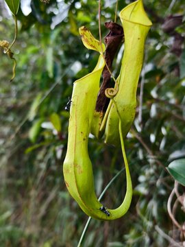 green pitcher plants in the mountainous forests of South Kalimantan
