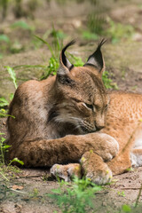 Obraz premium Relaxing Bobcat Lynx laying on ground Close Up Portrait