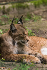 Obraz premium Relaxing Bobcat Lynx laying on ground Close Up Portrait