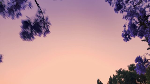 Jacaranda Tree, close up, sunset scene 