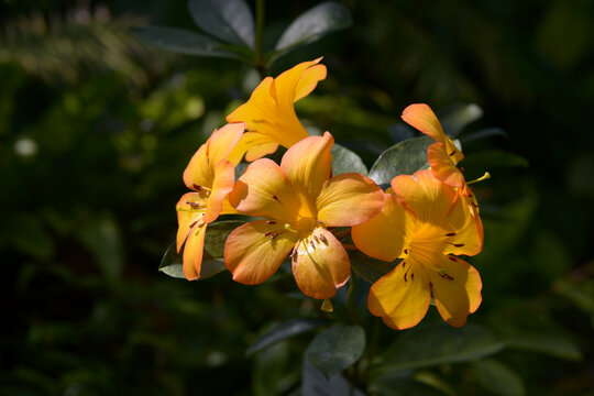 ロドデンドロン・ラエツム