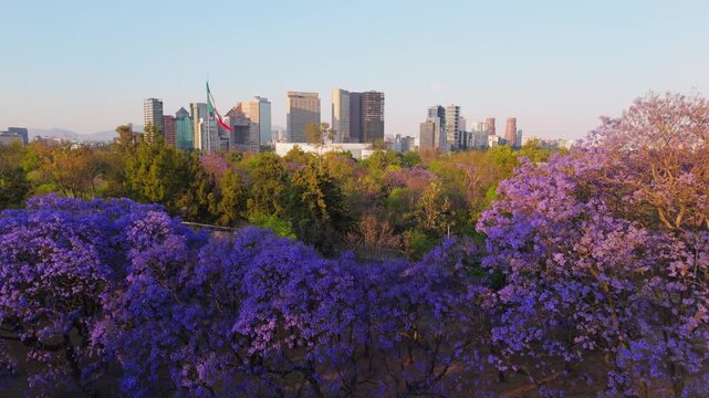 Jacaranda trees at Chapultepec Park, Mexico City