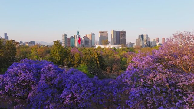Jacaranda trees at Chapultepec Park, Mexico City