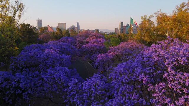 Jacaranda trees at Chapultepec Park, Mexico City