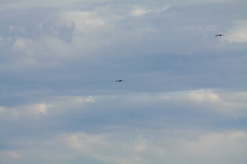 Fototapeta premium Cloudy grey sky photography with two birds in flight. Minimalist nature scene under diffused natural light.