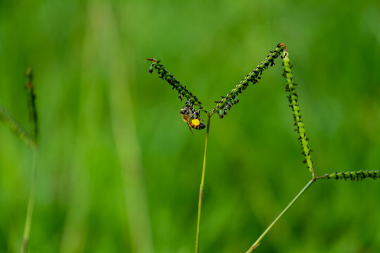 Honey bee (Apis mellifera) pollinating Bahiagrass (Paspalum notatum). Ideal image for agribusiness, pastures, botany and environmental sustainability themes.