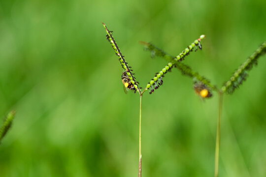 Honey bee (Apis mellifera) pollinating Bahiagrass (Paspalum notatum). Ideal image for agribusiness, pastures, botany and environmental sustainability themes.