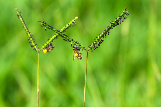 Honey bee (Apis mellifera) pollinating Bahiagrass (Paspalum notatum). Ideal image for agribusiness, pastures, botany and environmental sustainability themes.
