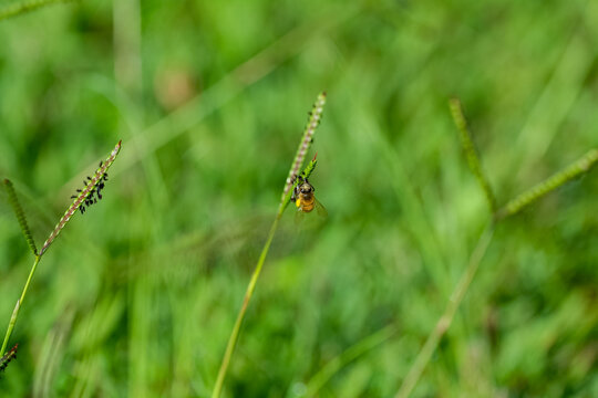 Honey bee (Apis mellifera) pollinating Bahiagrass (Paspalum notatum). Ideal image for agribusiness, pastures, botany and environmental sustainability themes.