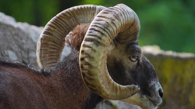 Close up of a male Mouflon head with large horns standing around the forest on a sunny spring day, watching around 